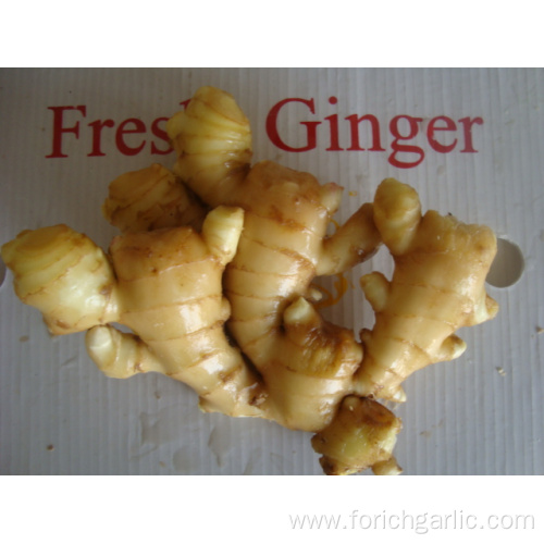 High Quality Ginger In Good Price